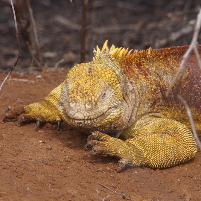 140304 21 Cerro Dragon Santa Cruz Land Iguana