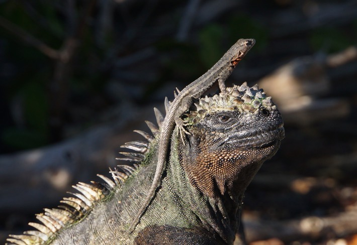 140305 2 Fernandina Island Punta Espinoza Marina Iguana and Lava Lizard