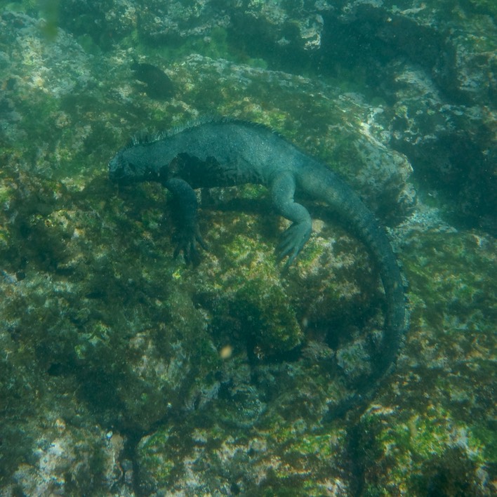 140305 33 Fernandina Island Punta Espinoza Snorkel Time MArine Iguana