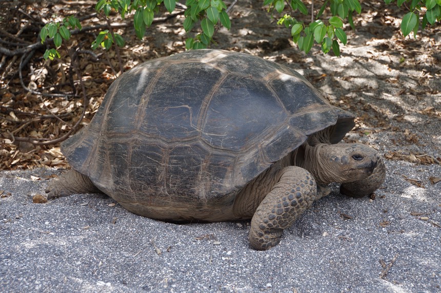 140305 43 Isle Isabela Urvina Bay Giant Tortoise