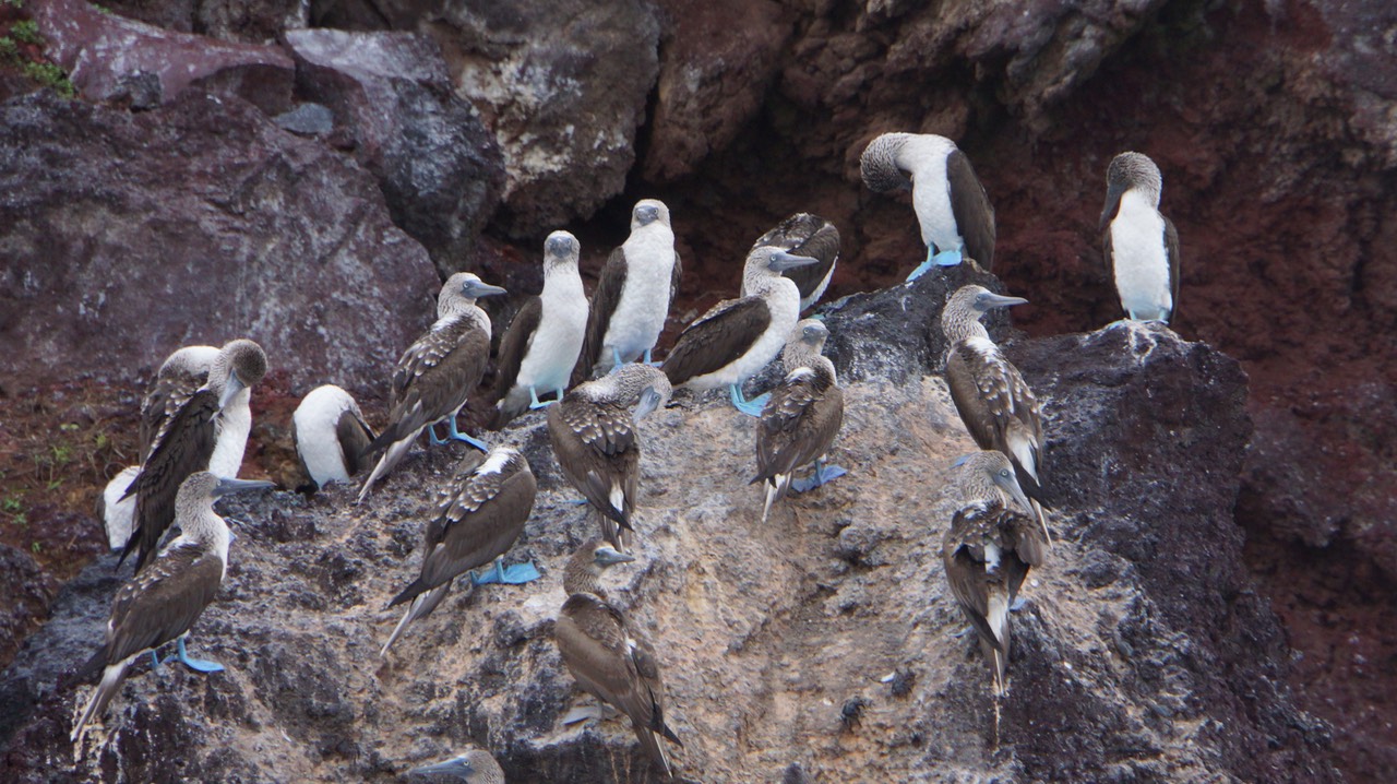 140306 1 Isla Isabela Elizabeth Bay Blue Footed Boobys