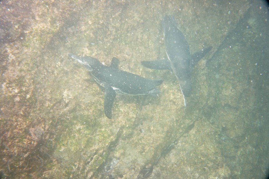 140306 42 Isla Isabela Targus Cove Snorkelling Penguins