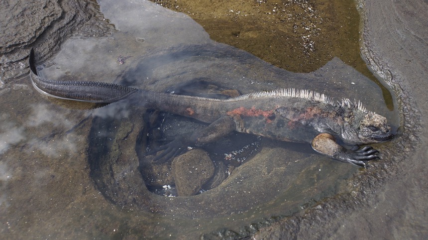 140307 17 Santiago Island James Bay Marine Iguanas