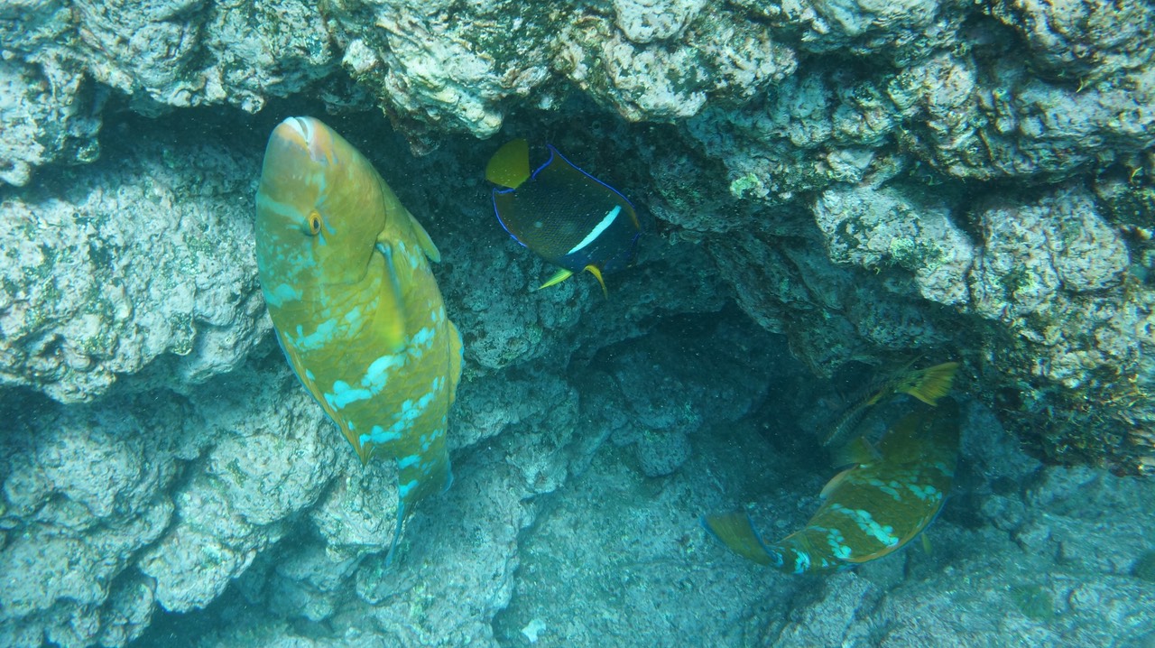 140307 41 Santiago Island James Bay Snorkelling