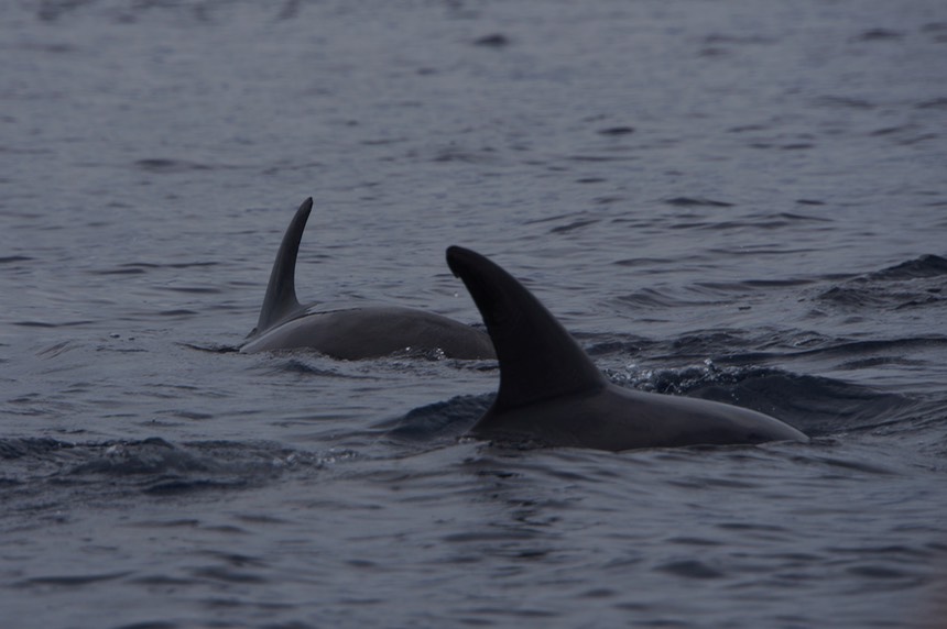 140307 57 Isla Rabida Heading into shore Dolphins