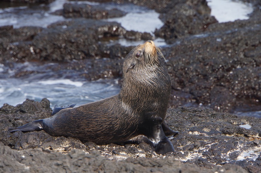 140307 8 Santiago Island James Bay Fur SeaLion