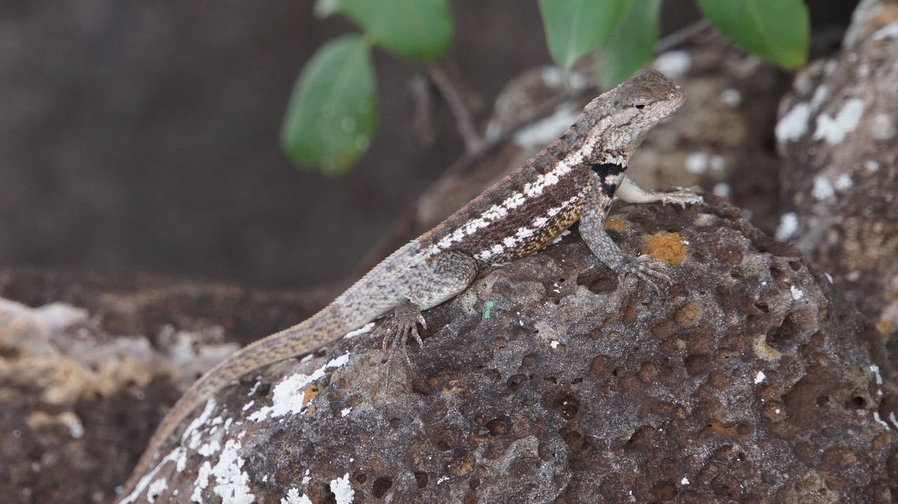 140309 7 San Cristobal Interpretation Centre Lava Lizard