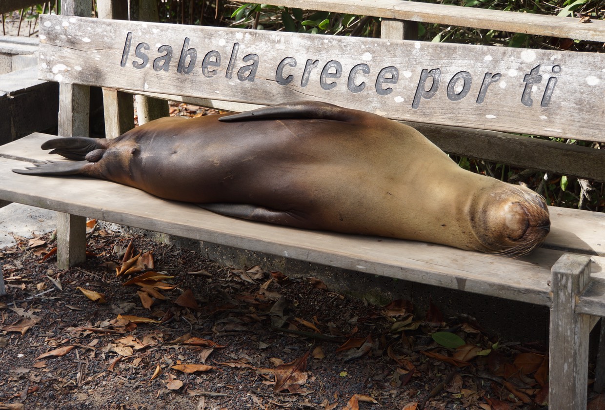 140311 12 Isla Isabela Villamil Lifes hard on Isabela for the SeaLions