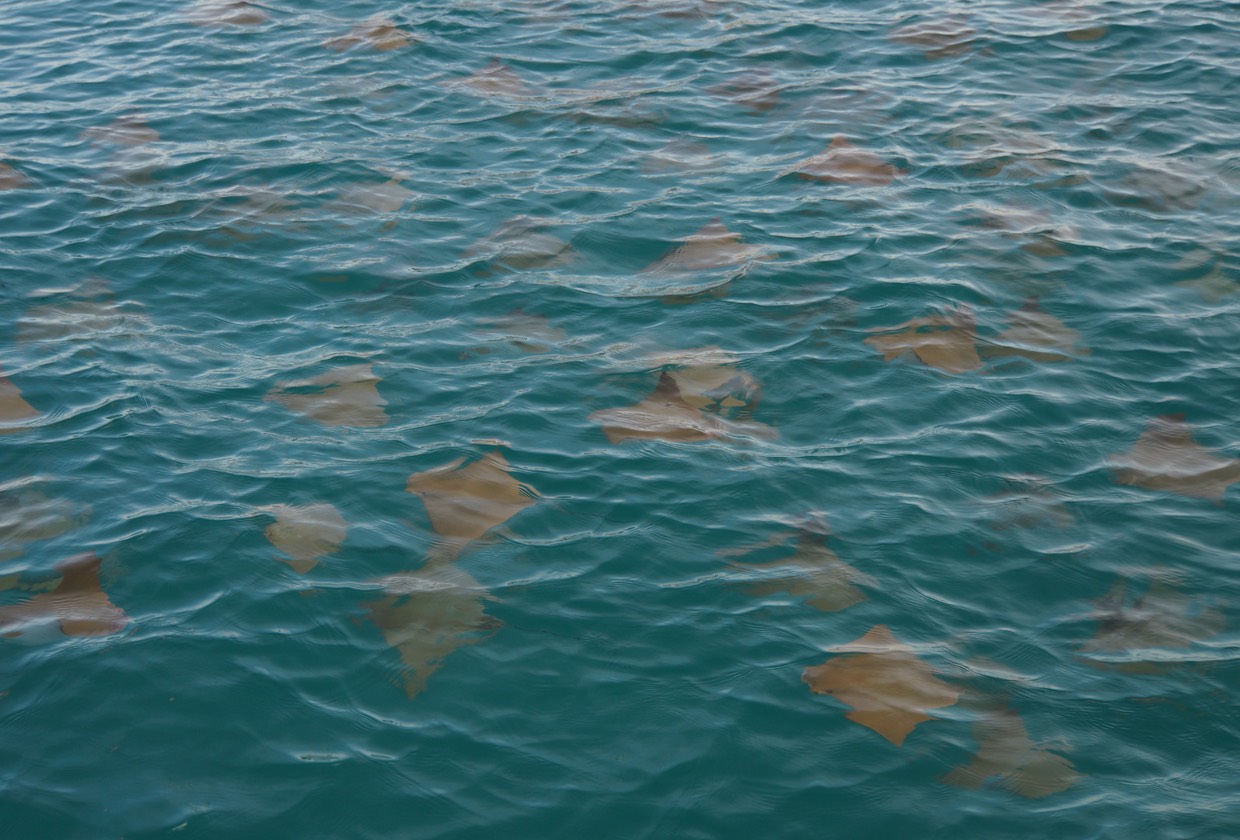 140311 24 Isla Isabela Villamil Eagle Rays passing Andante