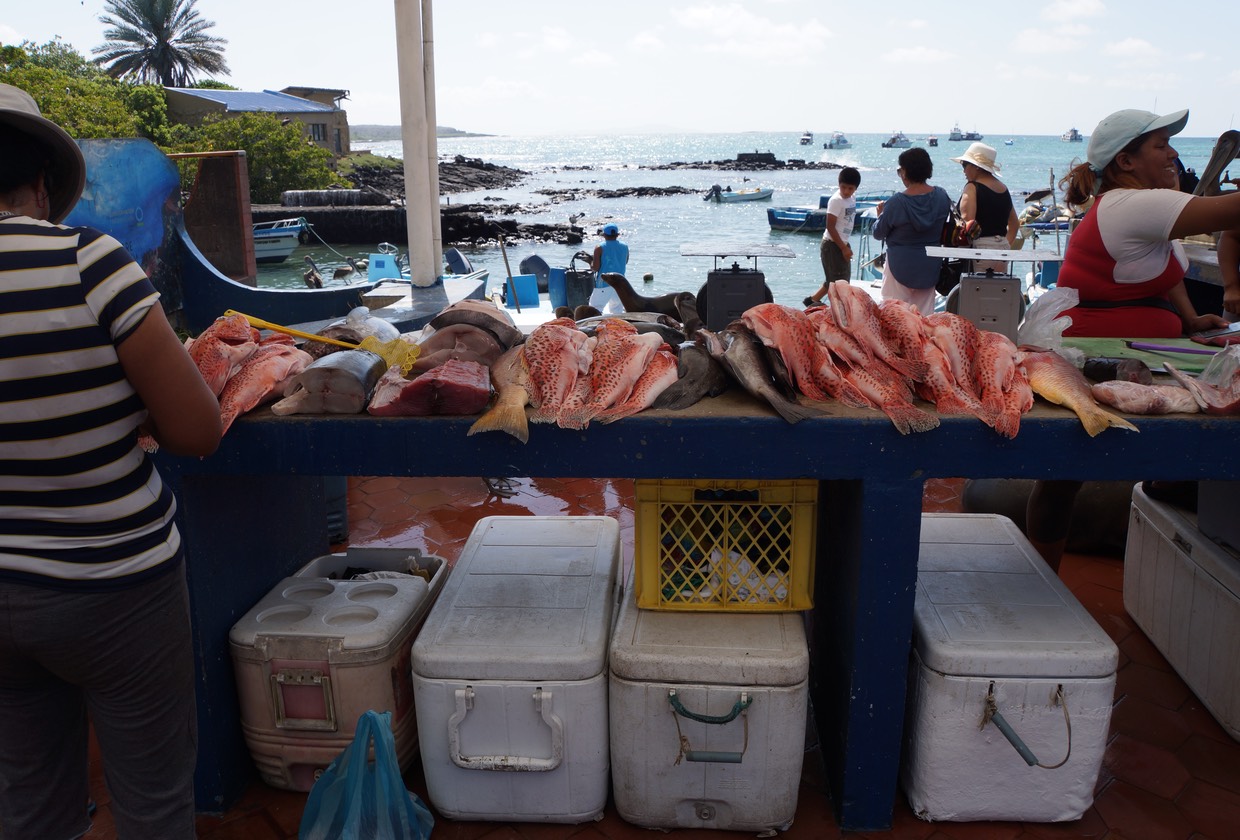 140312 1 Day Trip to Santa Cruz from Isabela FIshmarket