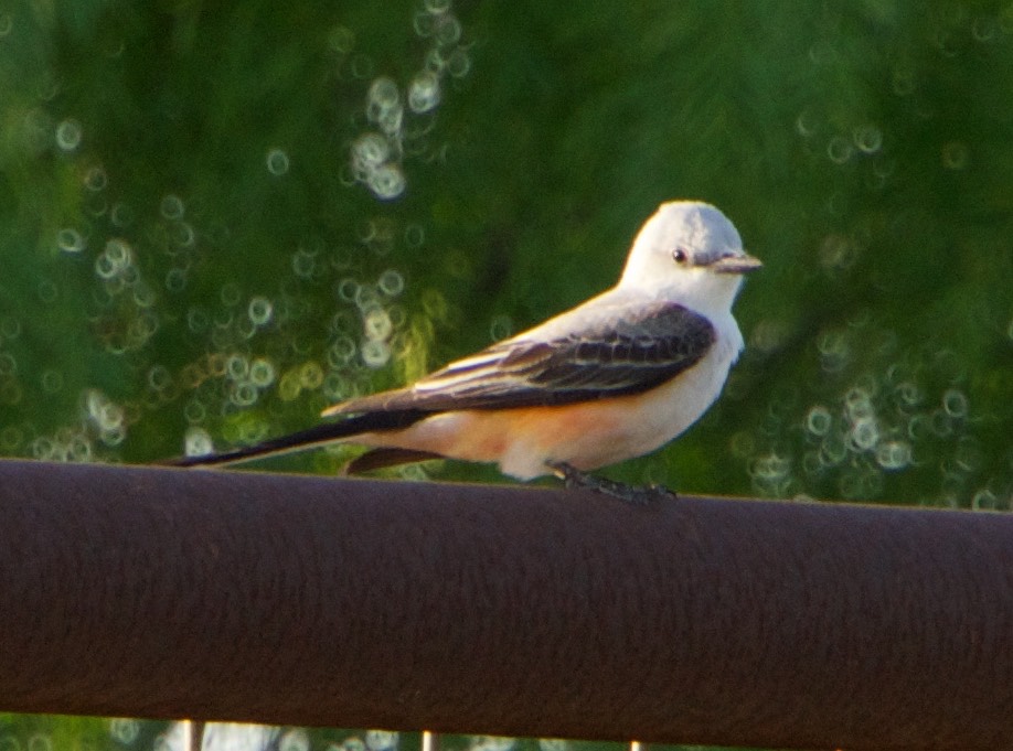 140422 23 Scissor Tail Flycatcher