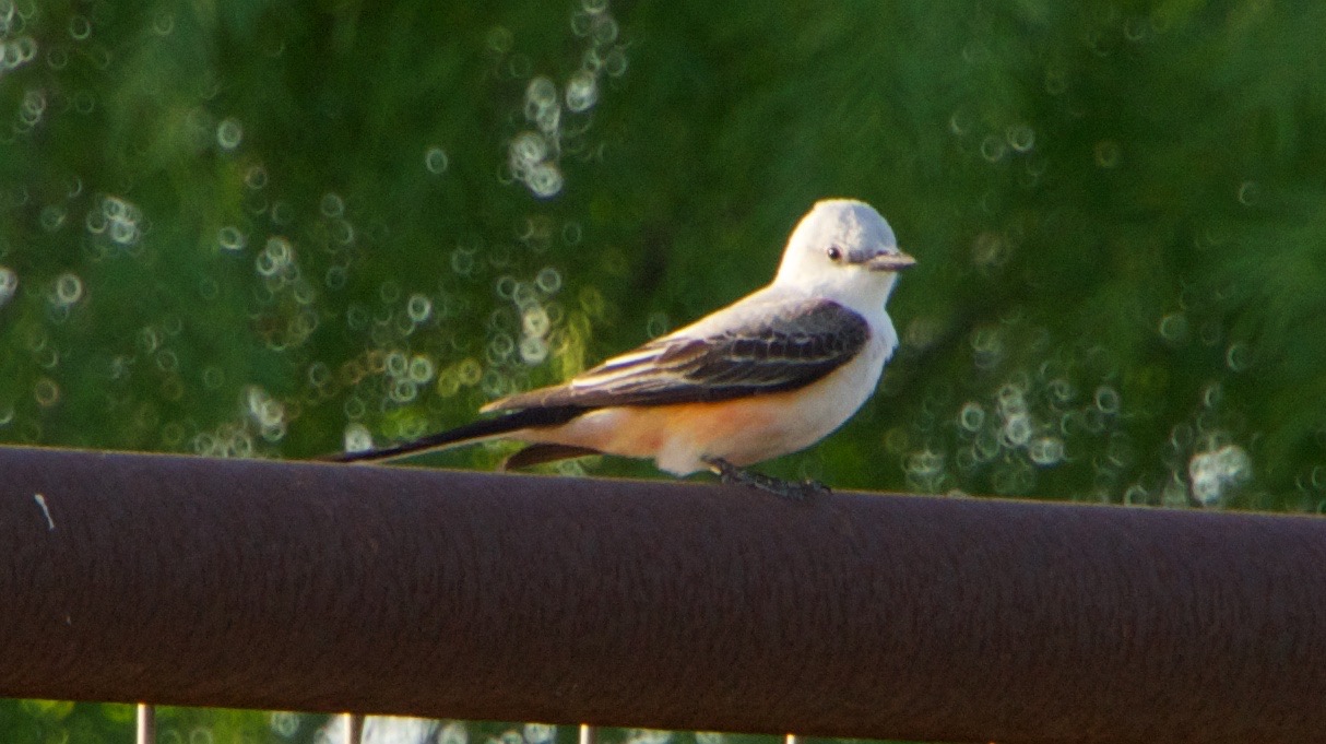 140422 23 Scissor Tail Flycatcher