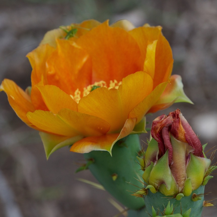140422 6 Cactus Flowers