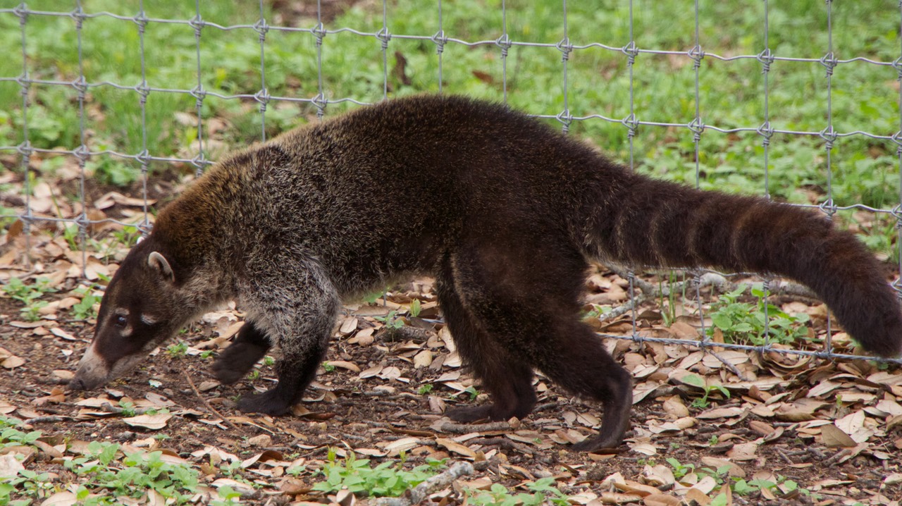 140426 11 Texas Mountain Ranch visit Coatimundi