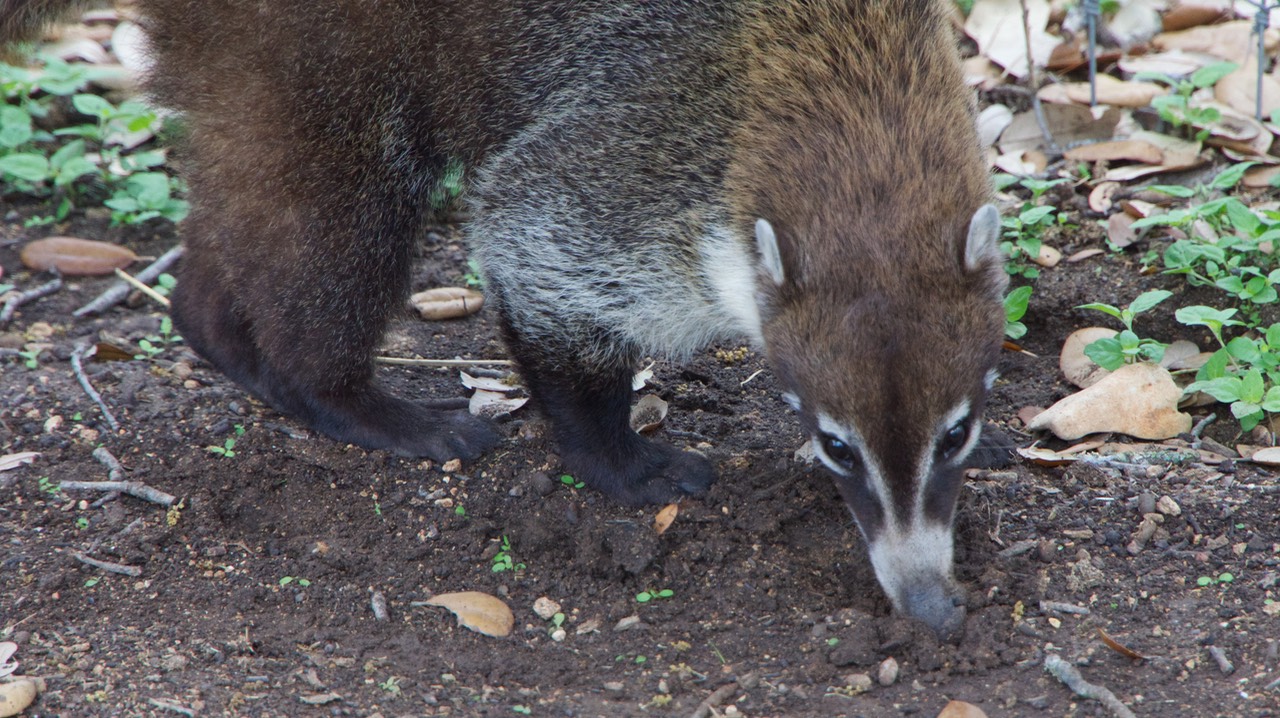 140426 12 Texas Mountain Ranch visit Coatimundi