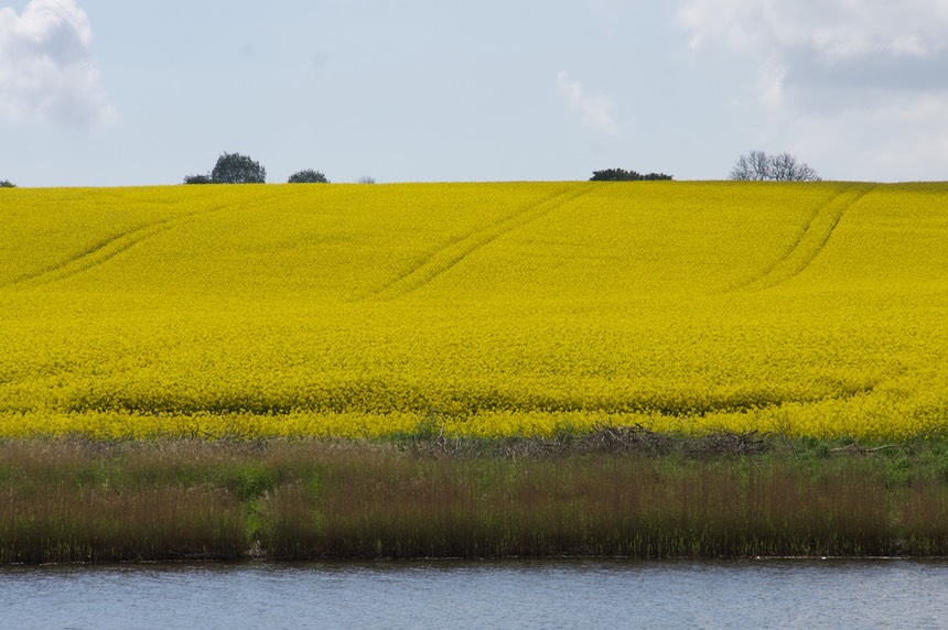 140515 3 Heading out the fjord Rapeseed in flower