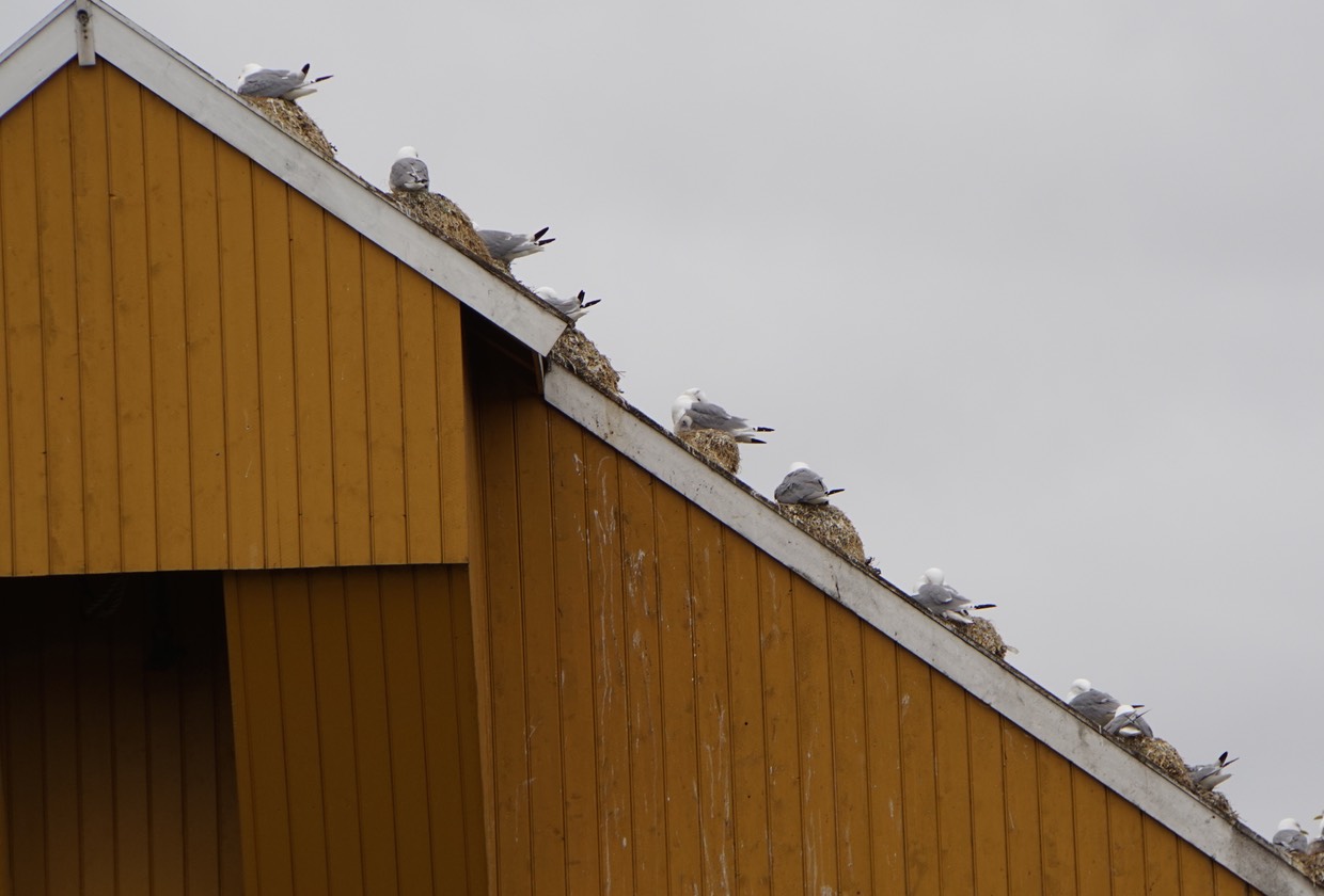 140617 5 Highrise Bird Nesting Rorvik