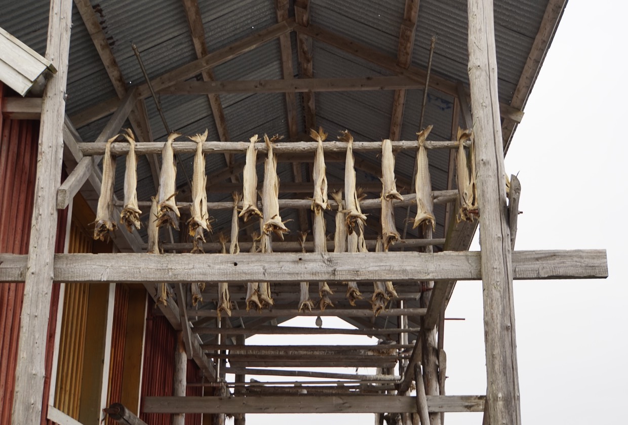 140617 8 Drying Cod Rorvik