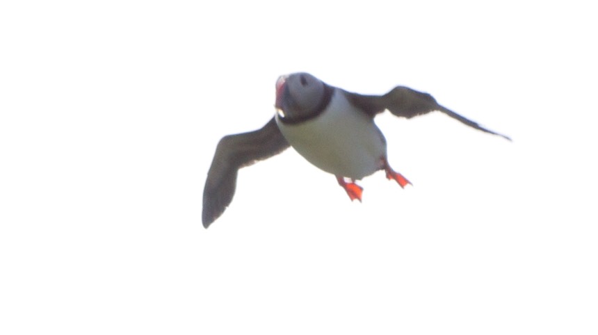 140623 21 One hour lots of puffin shots later and we got one