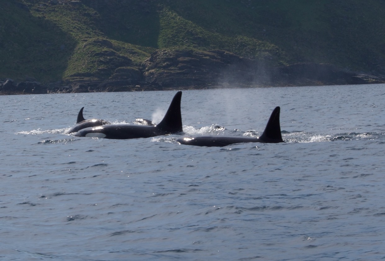 140707 19 Rib Tour Rost Orcas