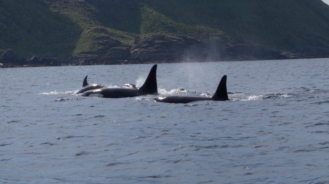 140707 19 Rib Tour Rost Orcas