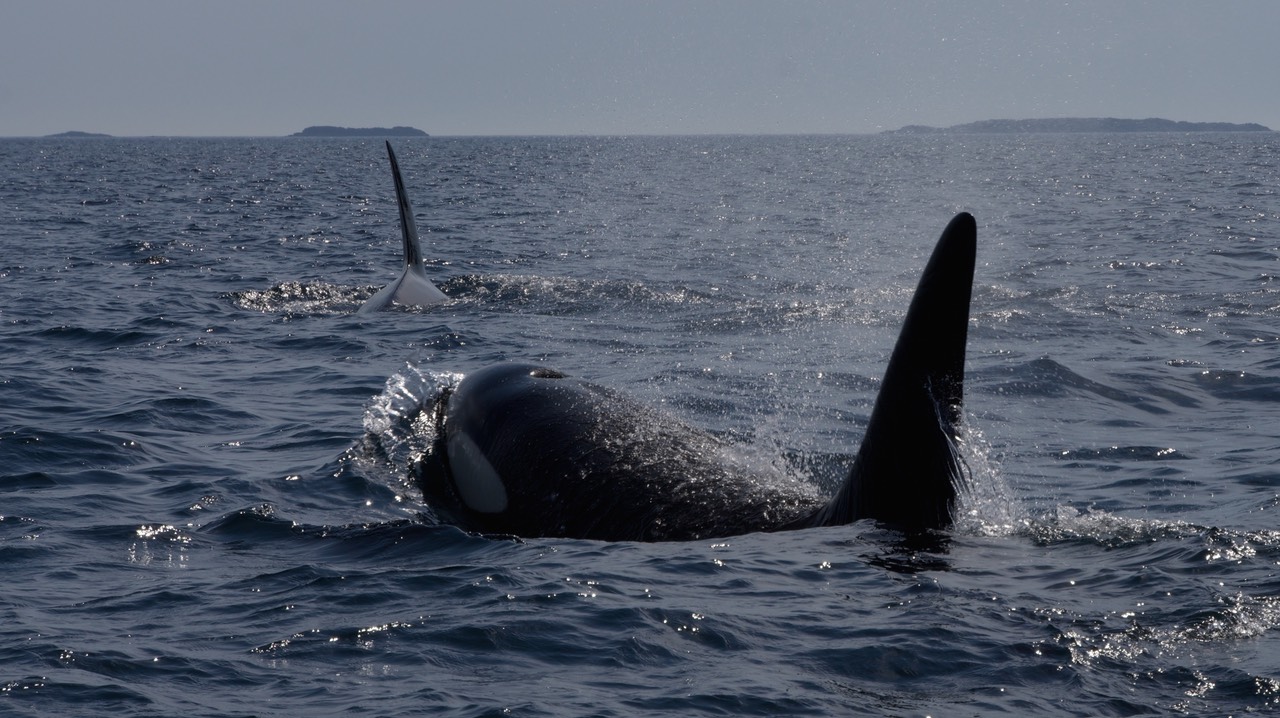 140707 20 Rib Tour Rost Orcas