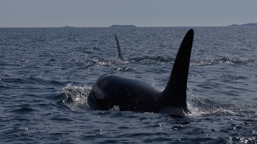 140707 21 Rib Tour Rost Orcas