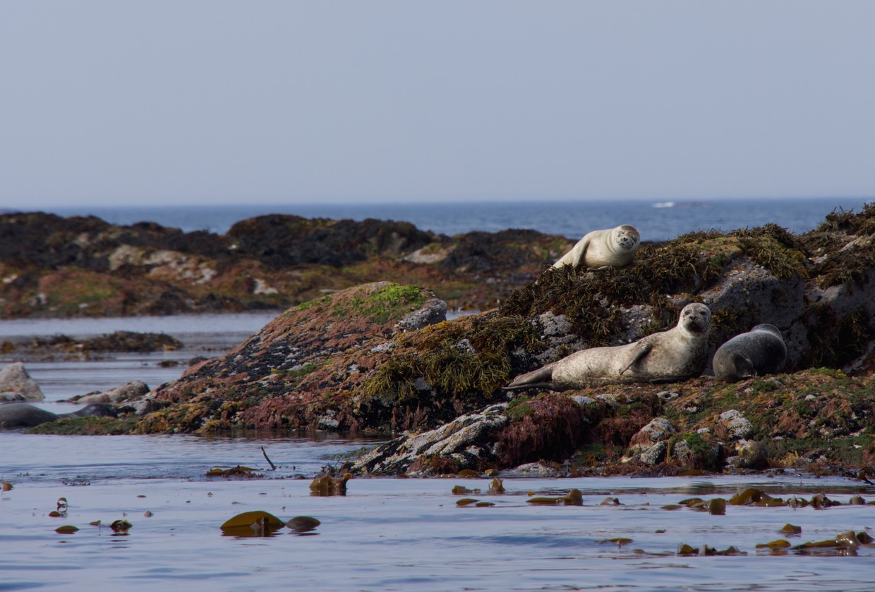 140707 28 Rib Tour Seals at Skomvaer