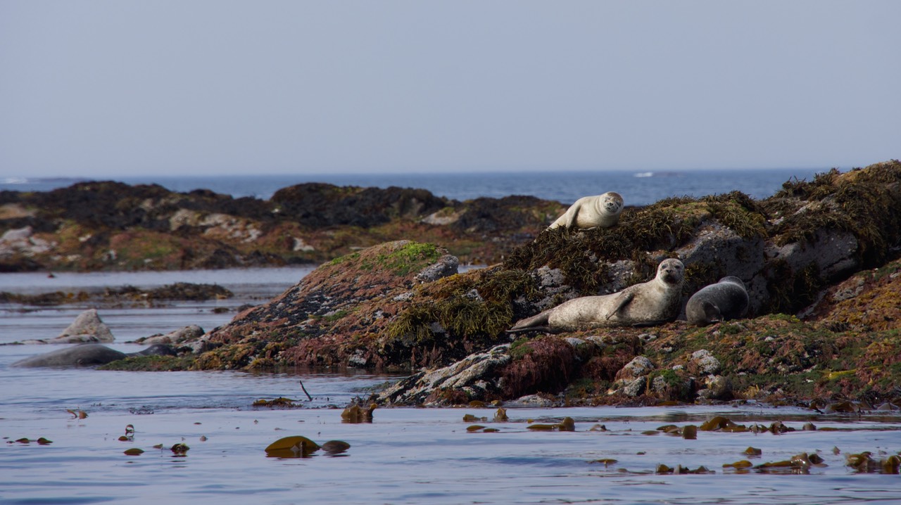 140707 28 Rib Tour Seals at Skomvaer