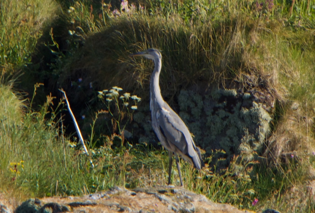 140707 42 Rib Tour 2 Rost Egret