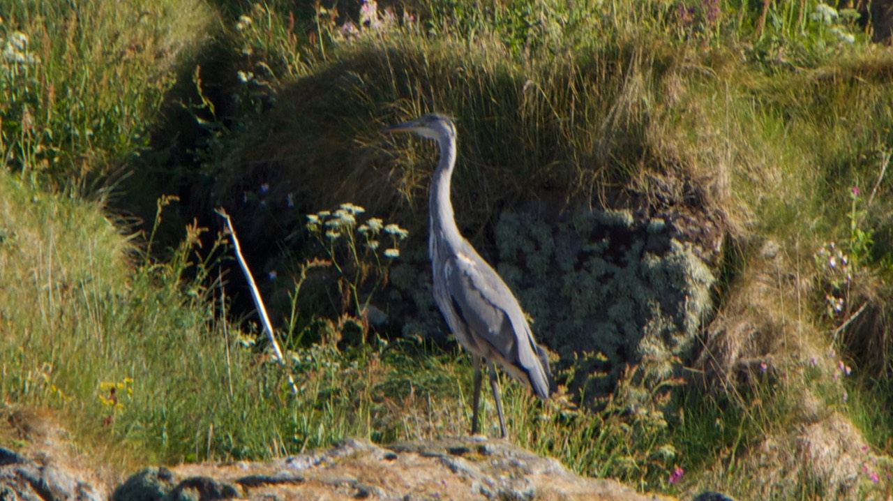 140707 42 Rib Tour 2 Rost Egret