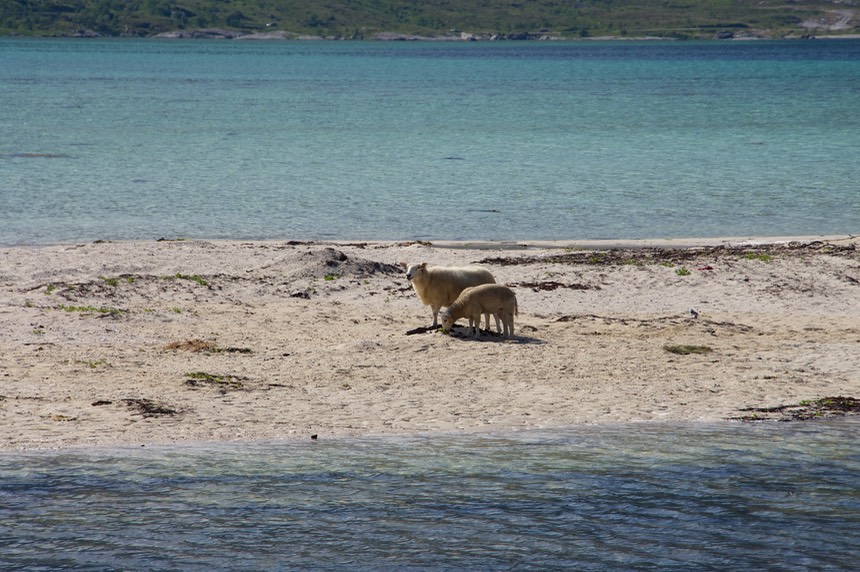 140712 21 Drive day to Nusfjord Sheep