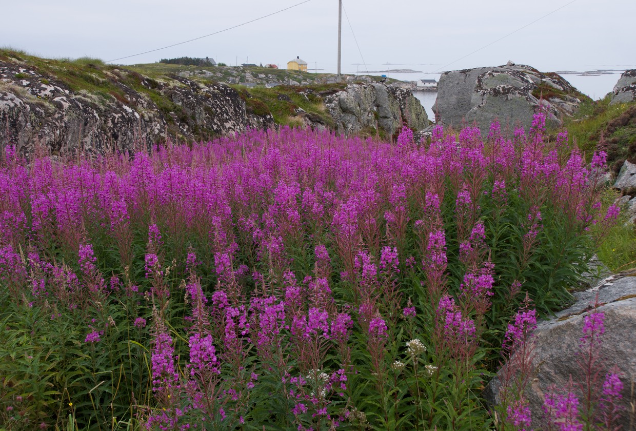 140725 14 Morning walk Little Aursoya Colours of Summer Flowers