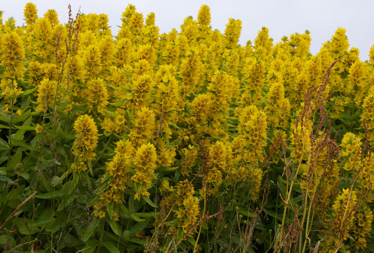 140725 15 Morning walk Little Aursoya Colours of Summer Flowers