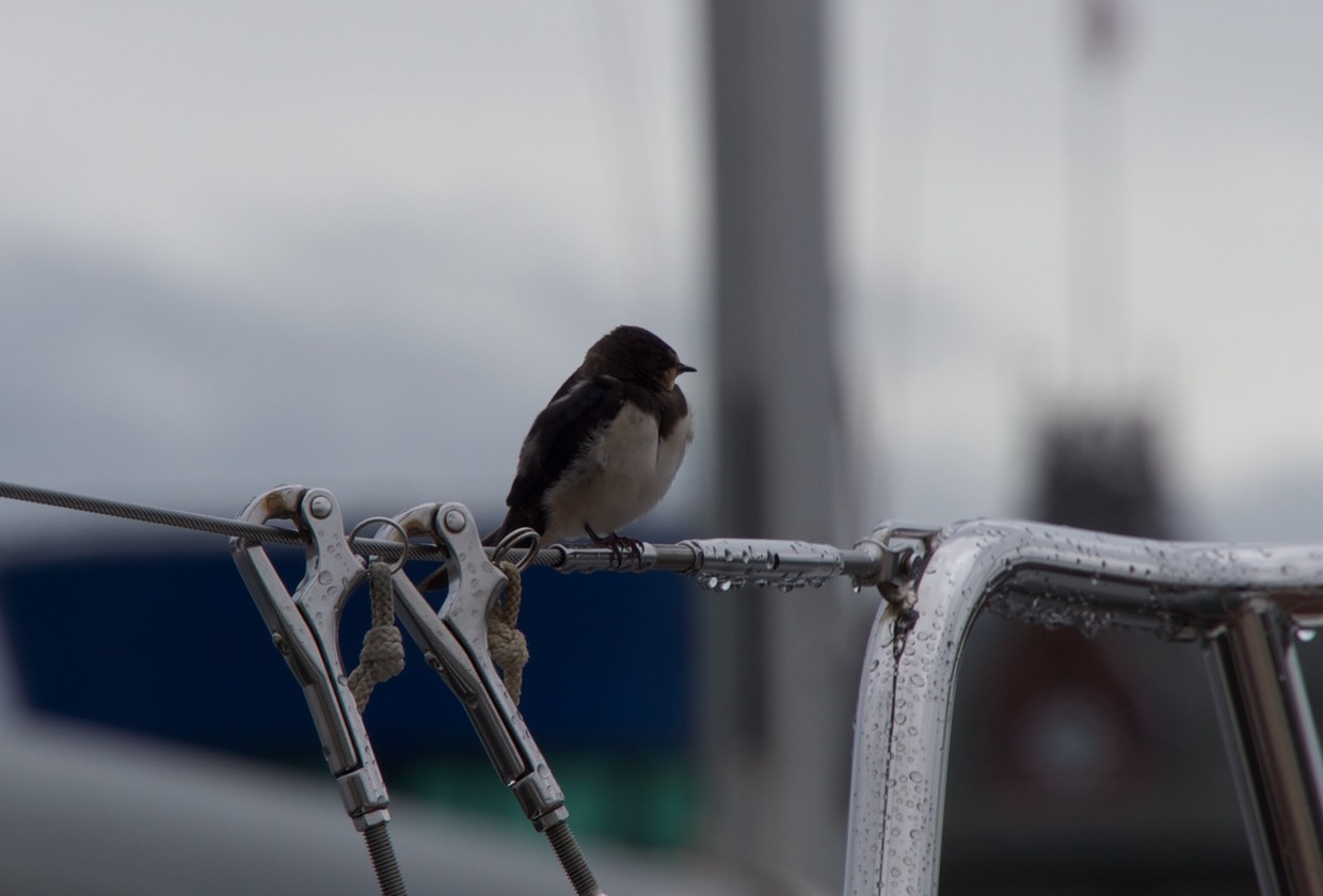 140901 1 Common Tern resident of Royal Quays