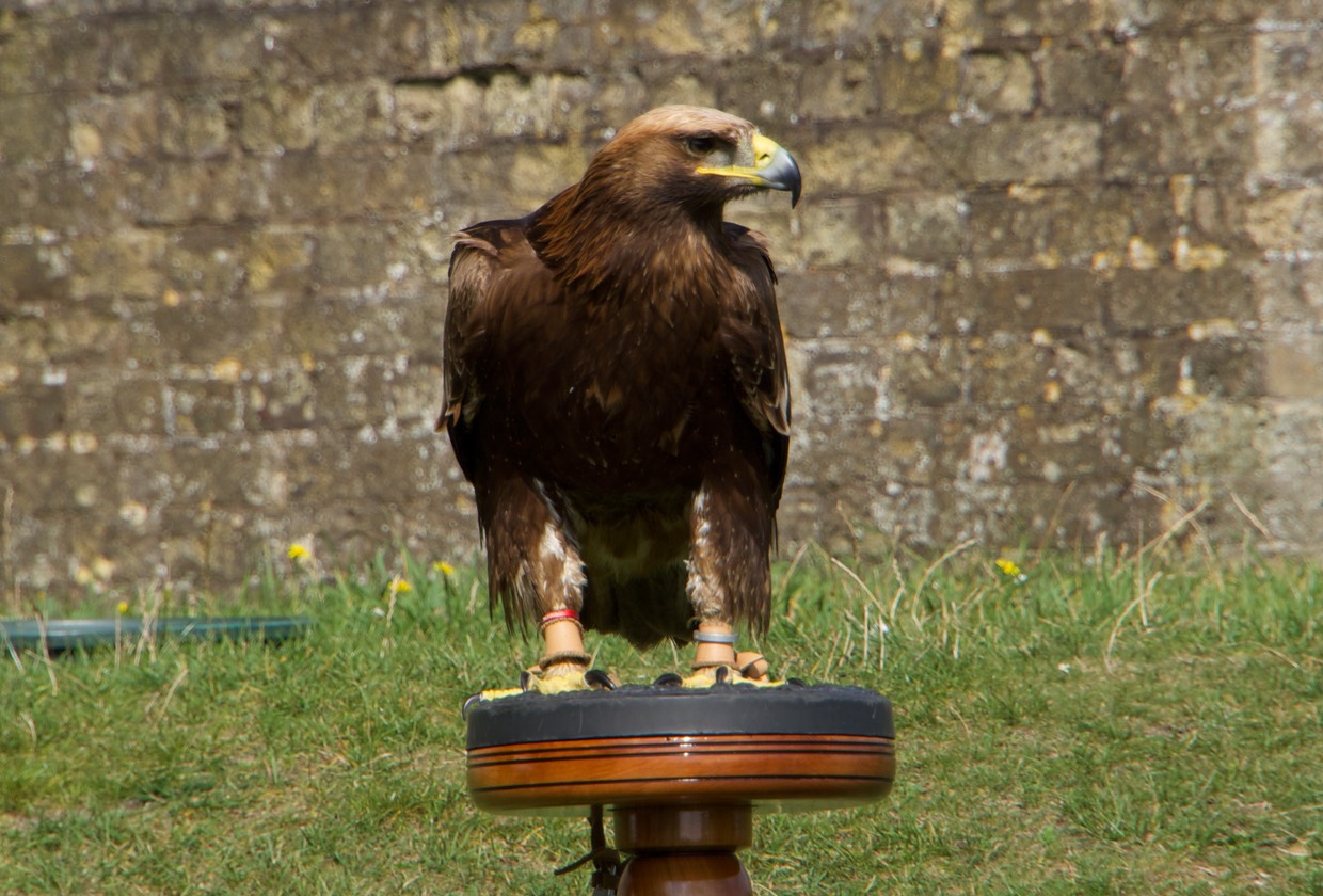 140913 10 Dover Castle Falcon and Eagle display