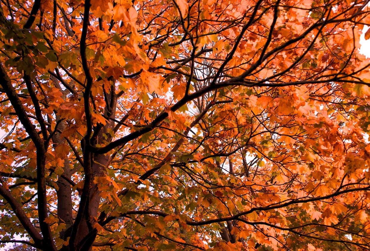 141017 2 playing with autumn colours