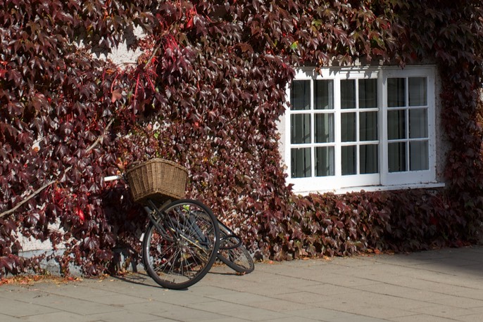 141020 1 Broad St Oxford Autumn leaves