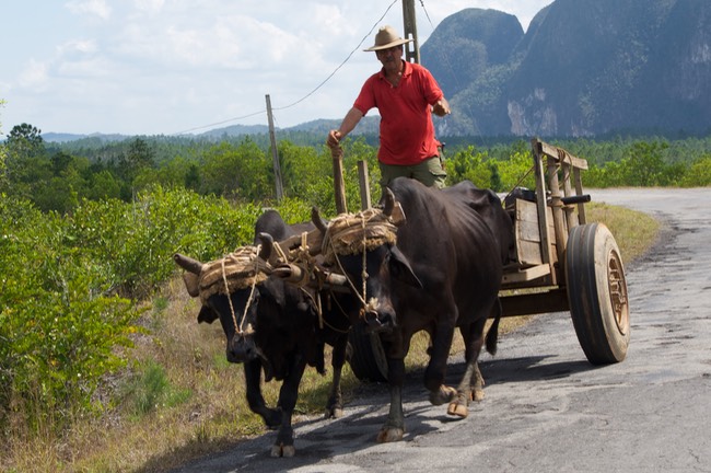 150228 24 Ox and Cart