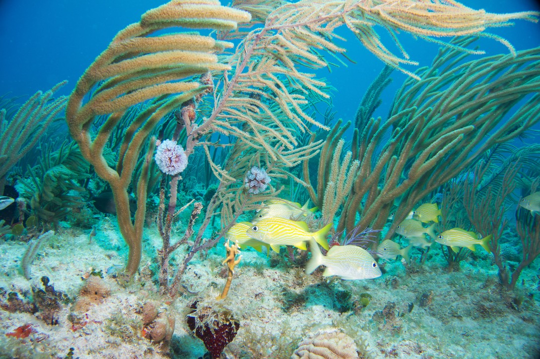 150311 25 Dive Cuba Varadero Cayo Padra