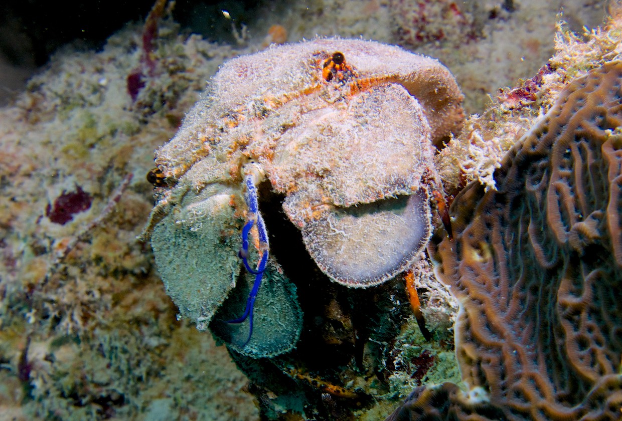 150313 10 Dive Cuba Varadero Cuevitas Slipper Lobster