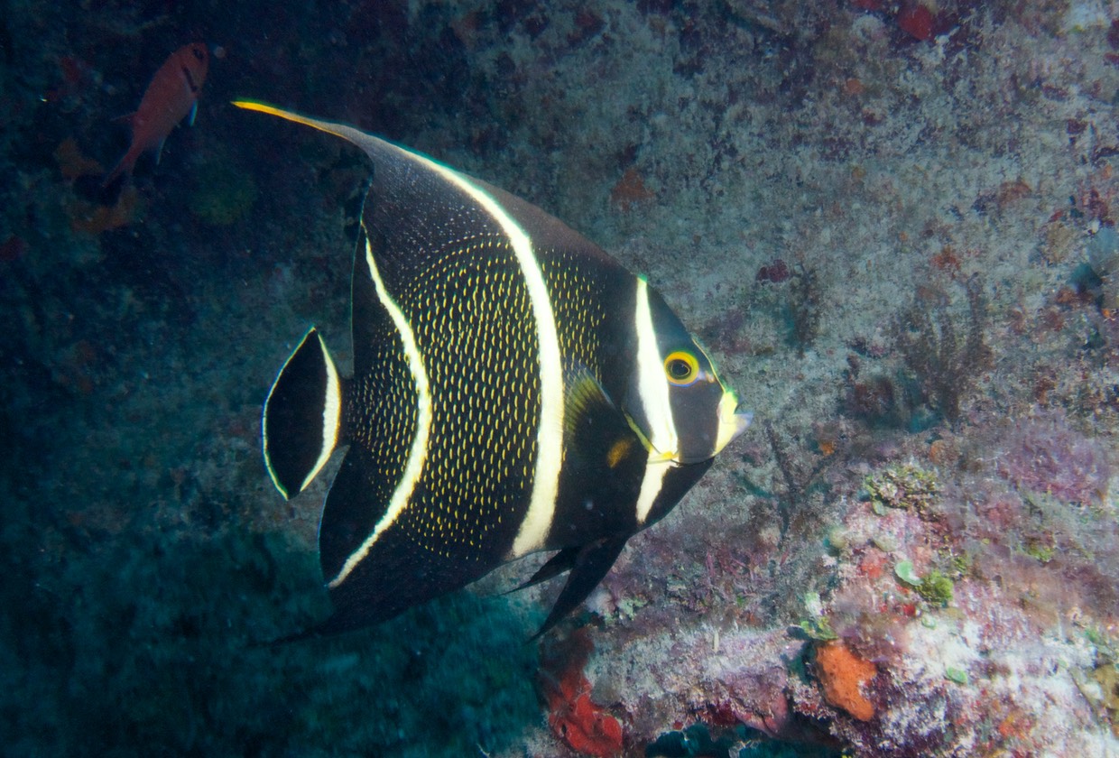 150313 17 Dive Cuba Varadero Cuevitas