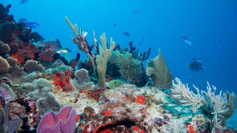 150316 1 Dive Mexico Puerto Morelos Aquarius