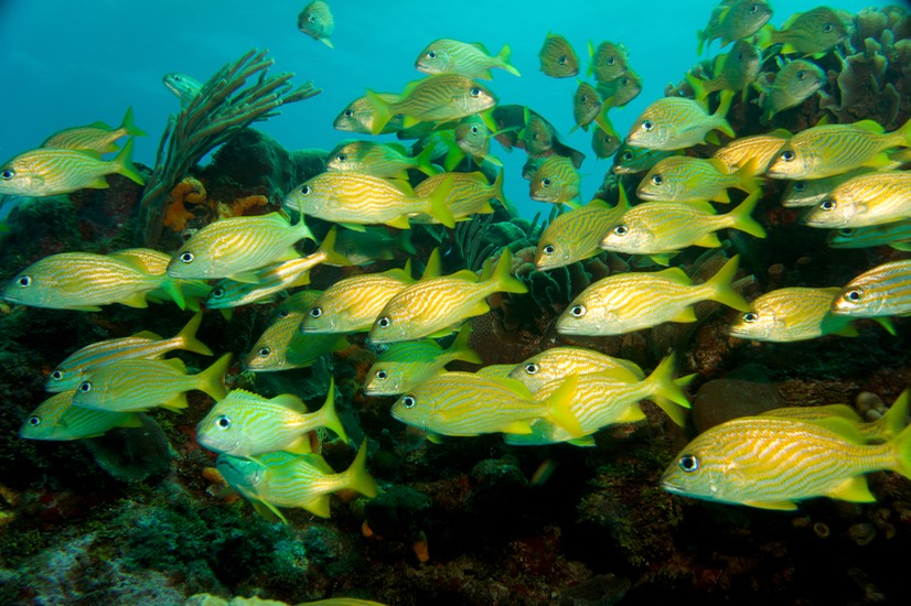 150316 13 Dive Mexico Puerto Morelos Aquarius