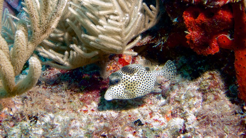 150316 5 Dive Mexico Puerto Morelos Aquarius