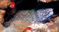 150316 8 Dive Mexico Puerto Morelos Aquarius