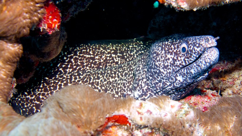150316 8 Dive Mexico Puerto Morelos Aquarius