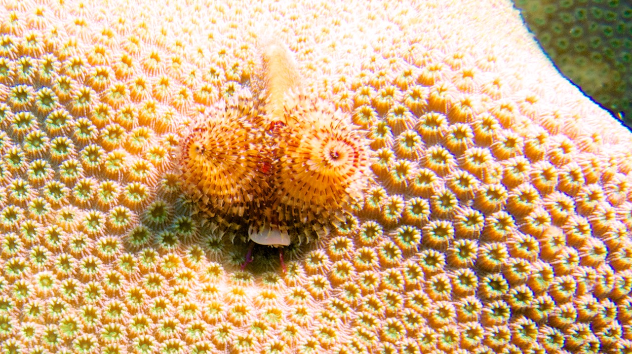 150318 15 Dive Mexico Puerto Morelos La Bonita