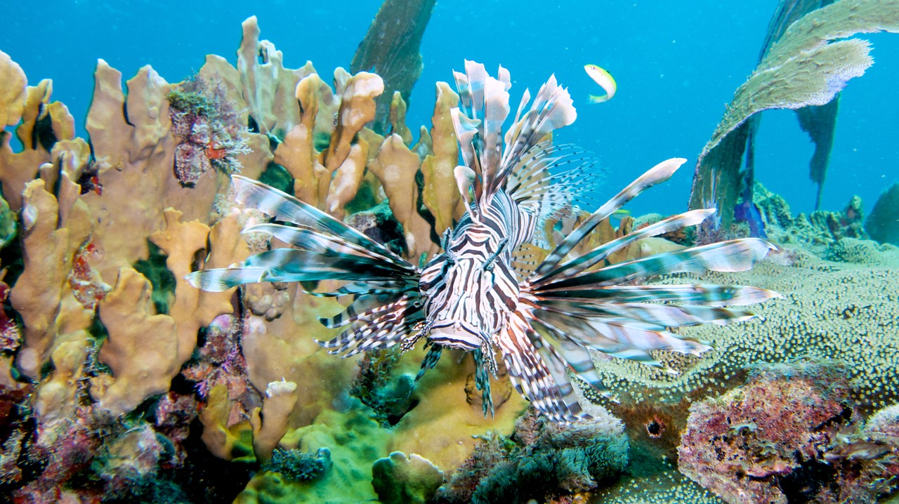 150318 22 Dive Mexico Puerto Morelos La Bonita