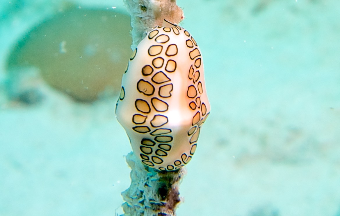 150318 28 Dive Mexico Puerto Morelos La Bonita
